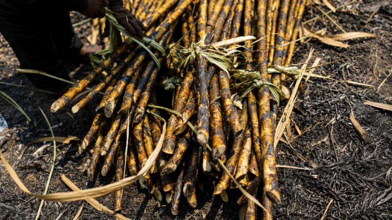 Extreme Weather and the Threat of El Niño Trigger Concerns About Global Food Prices